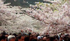 你見(jiàn)過(guò)空無(wú)一人的中山公園櫻花大道嗎？美！